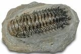 Detailed Crotalocephalina Trilobite - Atchana, Morocco #322277-1